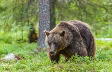 Fotobehang Image of brown bear in Finland © Ruzdi