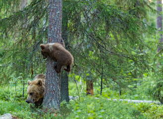 Image of brown bear in Finland