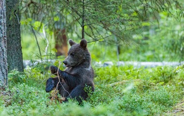 Fototapeta na wymiar Image of brown bear in Finland