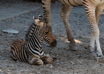 Fototapeta na wymiar in the zoo near its mother baby zebra