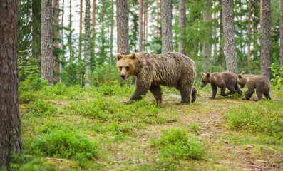 Image of brown bear in Finland