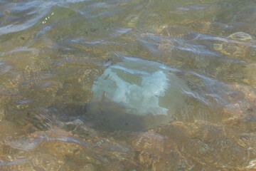 jellyfish by the water on the beach