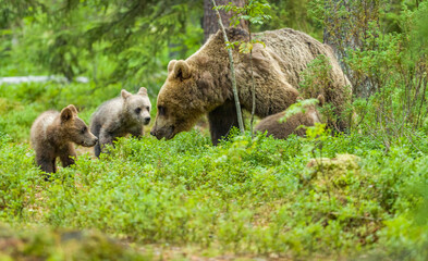 Image of brown bear in Finland