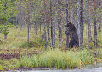 Image of brown bear in Finland