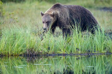 Image of brown bear in Finland