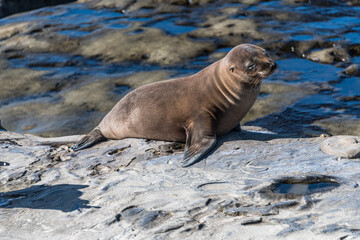 Obraz premium Sea Lion on a Rock in La Jolla BAy
