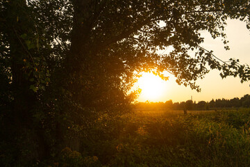 sunset in the forest