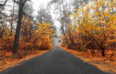 Asphalt road in foggy autumn forest with orange foliage.