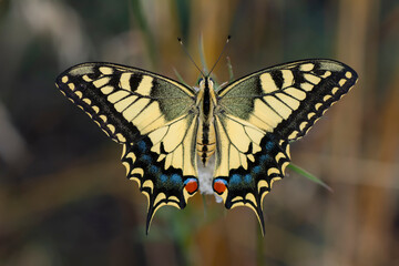 Macro shots, Beautiful nature scene. Closeup beautiful butterfly sitting on the flower in a summer garden.