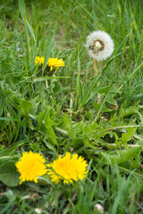 Mniszki pospolite na łące wśród traw - kwiaty i dmuchawiec