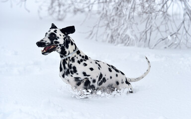 a dalmatian dog in the snow