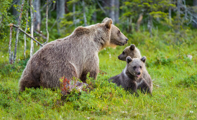Image of brown bear in Finland