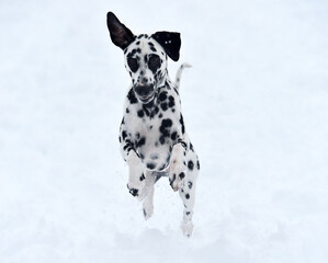 a dalmatian dog in the snow