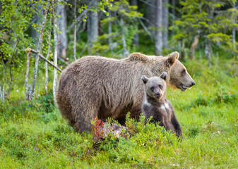 Fototapeta premium Image of brown bear in Finland