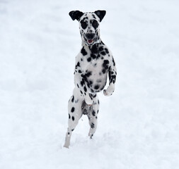 a dalmatian dog in the snow