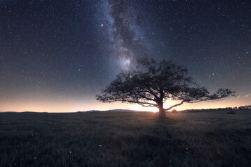 Plakat Baum mit Milchstraße auf einer Wiese