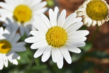 Fototapeta premium Summer Daisies