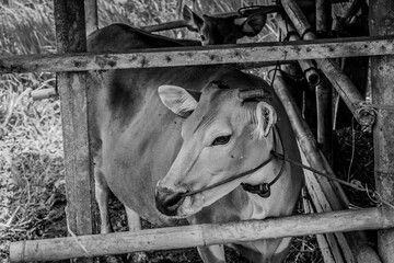 Tiere