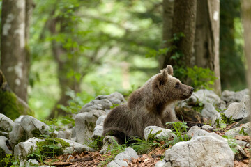 Image of brown bear in Slovenia