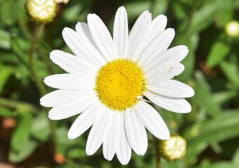 Obraz premium One Daisy