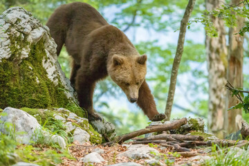 Image of brown bear in Slovenia