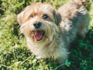 Naklejka na ściany i meble Yorkshire terrier/ Maltese / terrier / shih tzu dog portrait