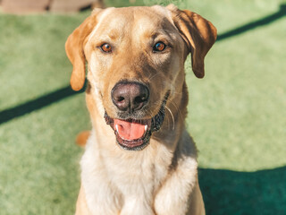 portrait of a dog (Labrador retriever)