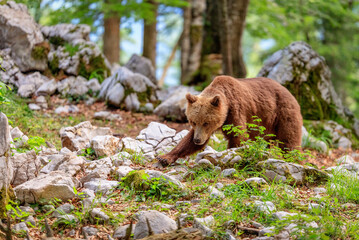 Image of brown bear in Slovenia