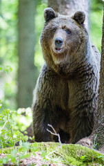 Obraz premium Image of brown bear in Slovenia