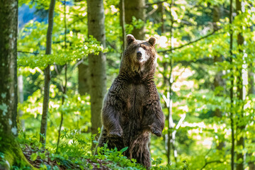 Image of brown bear in Slovenia