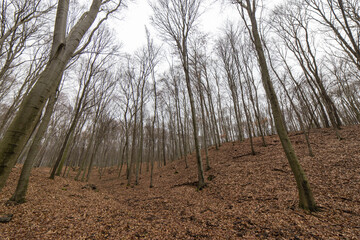 Wald im Winter mit hohen Bäumen