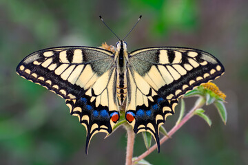 Macro shots, Beautiful nature scene. Closeup beautiful butterfly sitting on the flower in a summer garden.