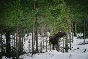 Moose in the forest in the winter time lots of snow