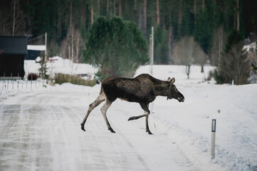 Moose crossing the road in the winter lots of snow