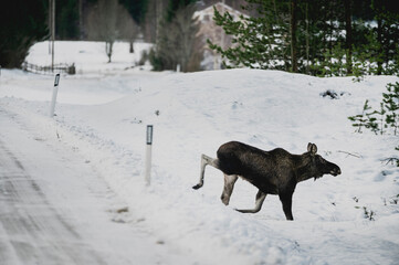 Moose running across the road in the winter lots of snow