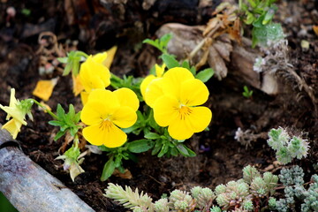 Bunch of yellow Wild pansy or Viola tricolor or Johnny jump up or Heartsease or Hearts ease or Hearts delight or Tickle my fancy or Jack jump up and kiss me or Come and cuddle me