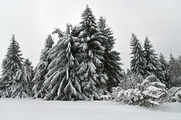 verschneiter Winterwald in der Rhön