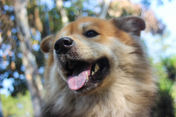 PERRO AKITA MEZCLADO CON CHOW CHOW