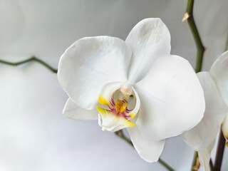 white orchid flower bud on white background