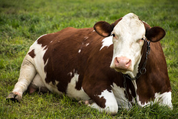 stara brązowo-biała krowa leżąca na pastwisku