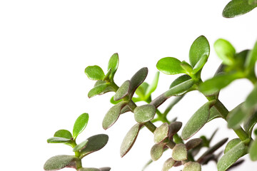 Crassula Ovata Minor succuent housepant close up against a white background. House plant decor...