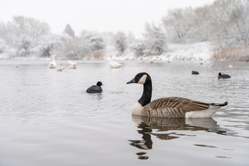 Fototapeta premium Birds in the lake, winter