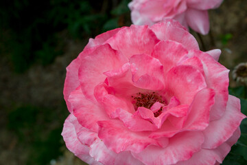 Rosa vista por cima