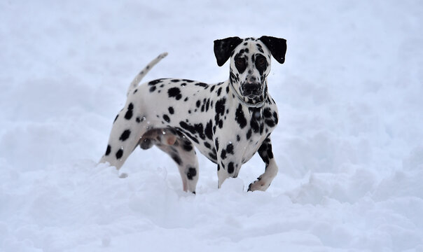 un precioso perro dalmata en la nieve