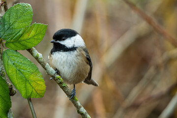 Obraz premium close up of a cute chickadee resting on the branch near few green leaves in the park