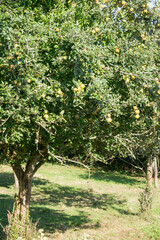 Fototapeta na wymiar Llanes at North of Spain at Asturias Apple tree