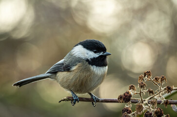close up of a cute chickadee resting on the branch close to a dried out flower in the park