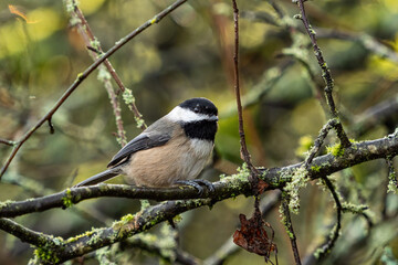 Fototapeta premium one cute chickadee resting on a moss-covered tree branch in the forest