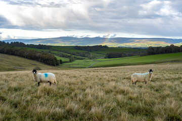 sheep on the meadow