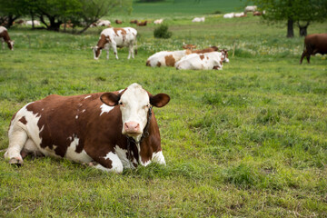 krowa leżąca na pastwisku, w tle stado krów - obrazy, fototapety, plakaty